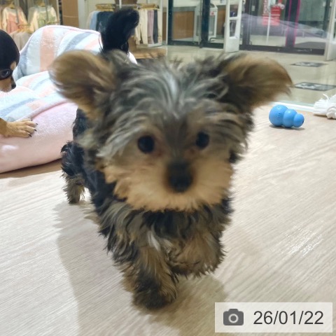 ヨークシャー・テリアの写真