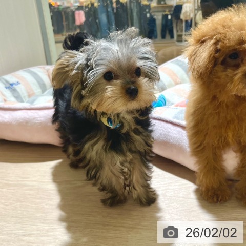 ヨークシャー・テリアの写真