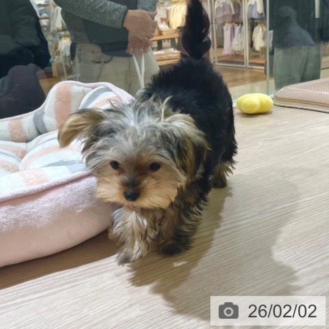 ヨークシャー・テリアの写真