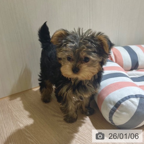 東京都のヨークシャーテリア (ペットプラス 板橋店/2025年10月25日生まれ/男の子/スチールブルータン)の子犬の4枚目の画像