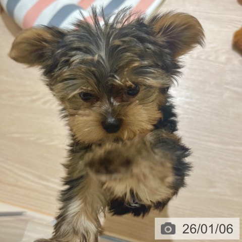 東京都のヨークシャーテリア (ペットプラス 板橋店/2025年10月25日生まれ/男の子/スチールブルータン)の子犬の3枚目の画像