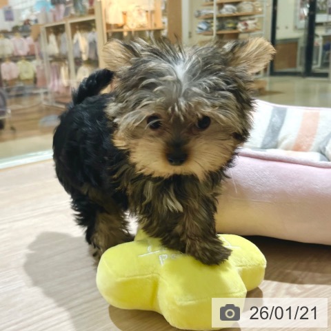 東京都のヨークシャーテリア (ペットプラス 板橋店/2025年10月25日生まれ/男の子/スチールブルータン)の子犬の3枚目の画像
