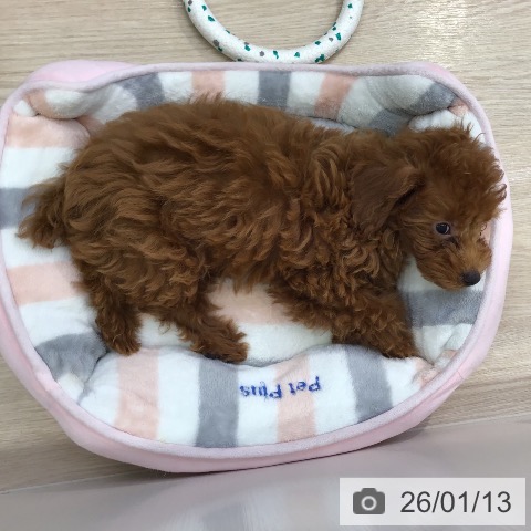 トイ・プードルの写真