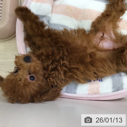 沖縄県のトイプードル(トイ) (ペットプラス 沖縄ライカム店/2025年10月25日生まれ/男の子/レッド)の子犬の4枚目の画像