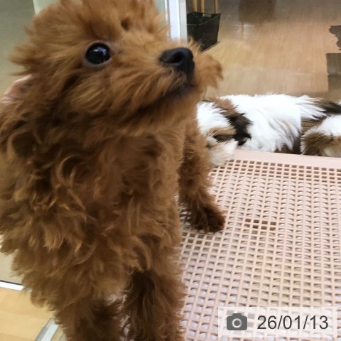 沖縄県のトイプードル(トイ) (ペットプラス 沖縄ライカム店/2025年10月25日生まれ/男の子/レッド)の子犬の3枚目の画像