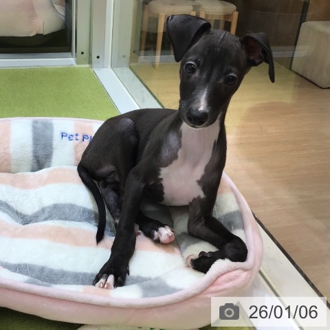 沖縄県のイタリアングレーハウンド (ペットプラス 沖縄ライカム店/2025年10月23日生まれ/男の子/シールホワイトマーキング)の子犬の4枚目の画像