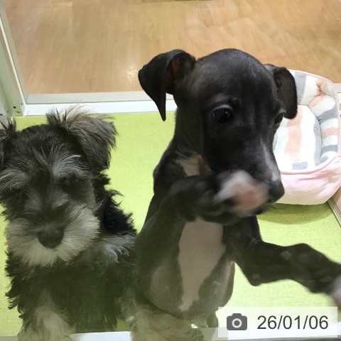 沖縄県のイタリアングレーハウンド (ペットプラス 沖縄ライカム店/2025年10月23日生まれ/男の子/シールホワイトマーキング)の子犬の3枚目の画像