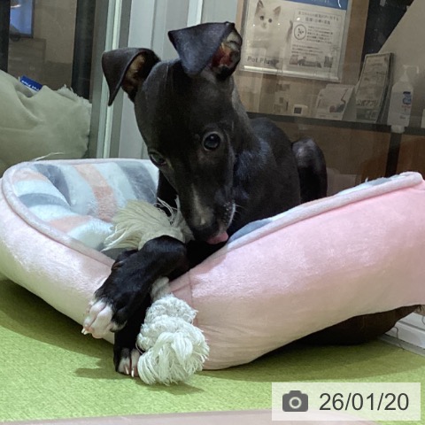 沖縄県のイタリアングレーハウンド (ペットプラス 沖縄ライカム店/2025年10月23日生まれ/男の子/シールホワイトマーキング)の子犬の4枚目の画像