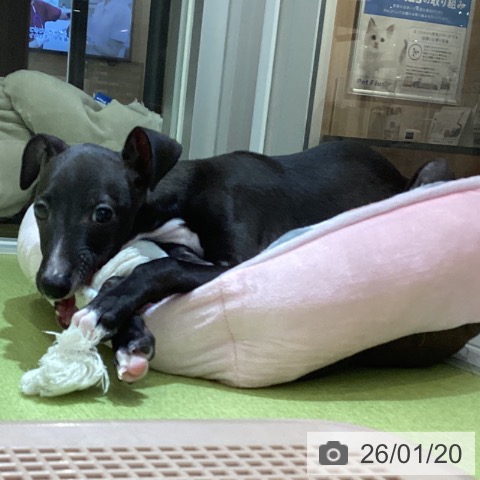 沖縄県のイタリアングレーハウンド (ペットプラス 沖縄ライカム店/2025年10月23日生まれ/男の子/シールホワイトマーキング)の子犬の3枚目の画像