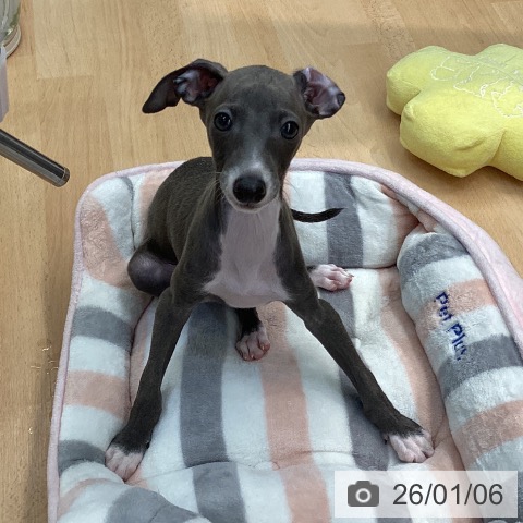 熊本県のイタリアングレーハウンド (ペットプラス 熊本店/2025年10月23日生まれ/男の子/ブルーホワイトマーキングス)の子犬の4枚目の画像