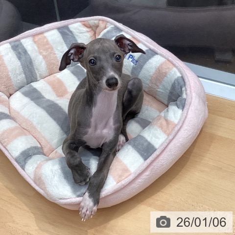熊本県のイタリアングレーハウンド (ペットプラス 熊本店/2025年10月23日生まれ/男の子/ブルーホワイトマーキングス)の子犬の3枚目の画像
