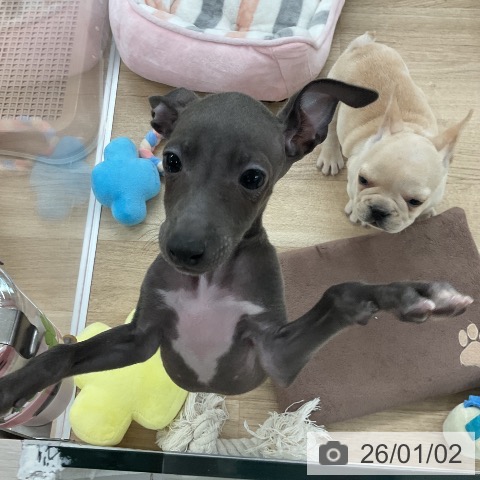 福岡県のイタリアングレーハウンド (ペットプラス 八幡東店/2025年10月23日生まれ/男の子/ブルーホワイトマーキングス)の子犬の4枚目の画像