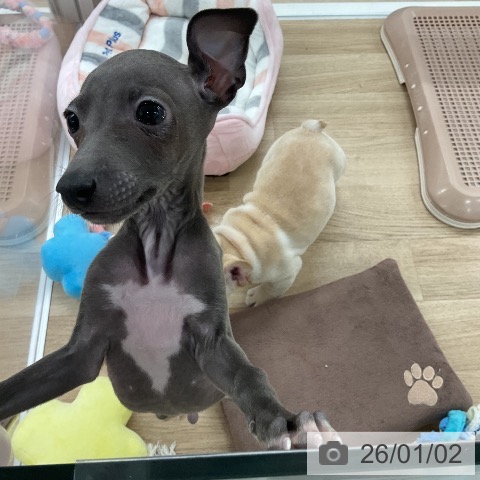 福岡県のイタリアングレーハウンド (ペットプラス 八幡東店/2025年10月23日生まれ/男の子/ブルーホワイトマーキングス)の子犬の3枚目の画像