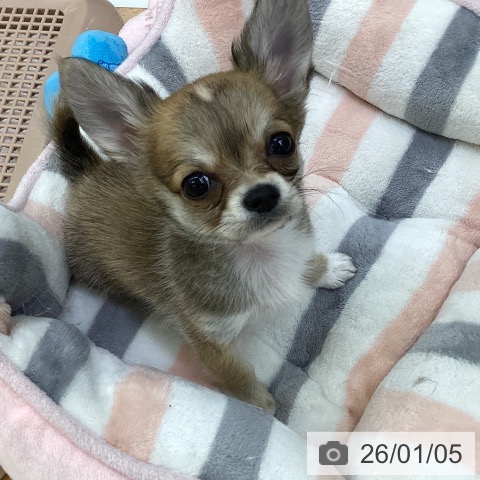 埼玉県のチワワ(ロング) (ペットプラス 羽生店/2025年10月31日生まれ/男の子/レッドホワイト)の子犬の3枚目の画像