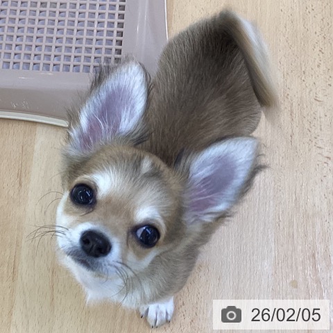 埼玉県のチワワ(ロング) (ペットプラス 羽生店/2025年10月31日生まれ/男の子/レッドホワイト)の子犬の4枚目の画像