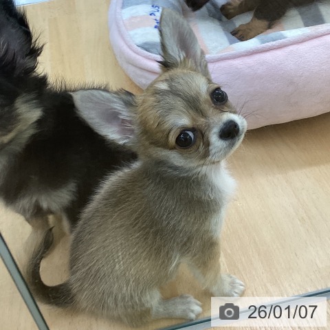 埼玉県のチワワ(ロング) (ペットプラス 羽生店/2025年10月31日生まれ/男の子/レッドホワイト)の子犬の3枚目の画像