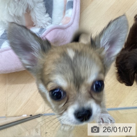 埼玉県のチワワ(ロング) (ペットプラス 羽生店/2025年10月31日生まれ/男の子/レッドホワイト)の子犬の3枚目の画像