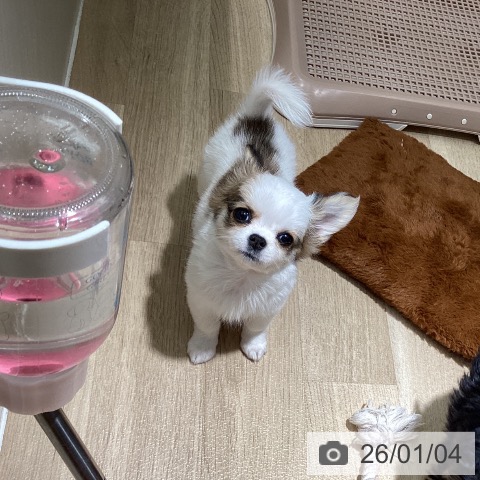 埼玉県のチワワ(ロング) (ペットプラス イオンモール春日部店/2025年10月31日生まれ/女の子/ホワイトレッド)の子犬の4枚目の画像