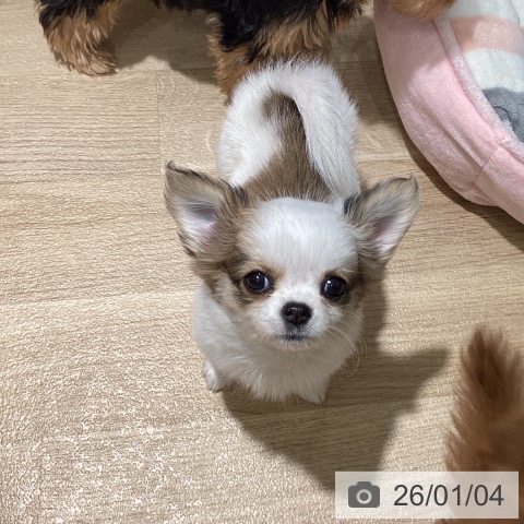 埼玉県のチワワ(ロング) (ペットプラス イオンモール春日部店/2025年10月31日生まれ/女の子/ホワイトレッド)の子犬の3枚目の画像