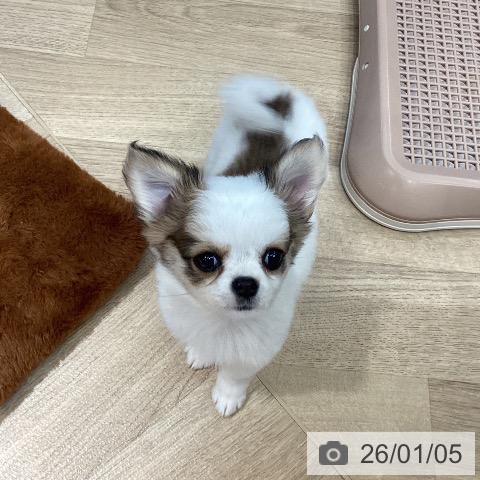 埼玉県のチワワ(ロング) (ペットプラス イオンモール春日部店/2025年10月31日生まれ/女の子/ホワイトレッド)の子犬の4枚目の画像