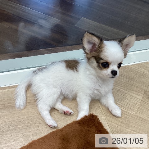 埼玉県のチワワ(ロング) (ペットプラス イオンモール春日部店/2025年10月31日生まれ/女の子/ホワイトレッド)の子犬の3枚目の画像