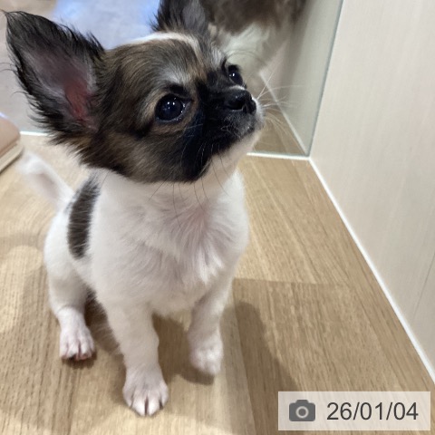 神奈川県のチワワ(ロング) (ペットプラス ゆめが丘ソラトス店/2025年10月31日生まれ/女の子/ホワイトレッド)の子犬の4枚目の画像