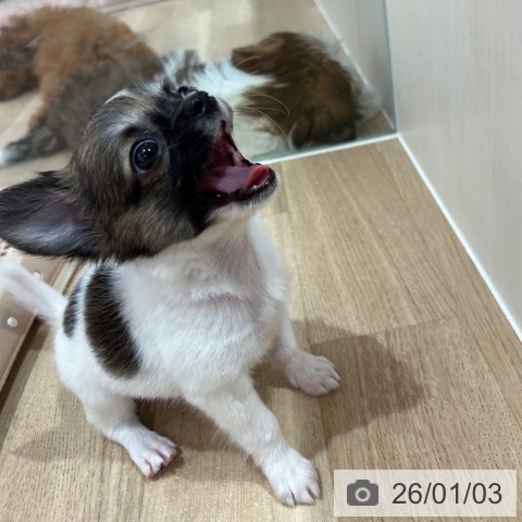 神奈川県のチワワ(ロング) (ペットプラス ゆめが丘ソラトス店/2025年10月31日生まれ/女の子/ホワイトレッド)の子犬の3枚目の画像