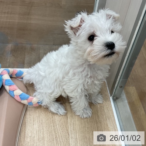 福岡県のミニチュアシュナウザー (ペットプラス 八幡東店/2025年11月1日生まれ/男の子/ホワイト)の子犬の4枚目の画像