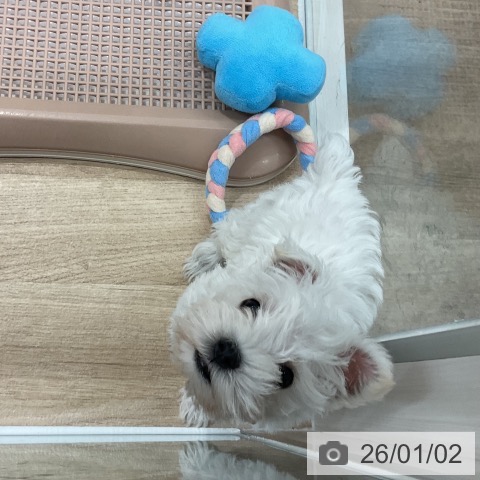 福岡県のミニチュアシュナウザー (ペットプラス 八幡東店/2025年11月1日生まれ/男の子/ホワイト)の子犬の3枚目の画像