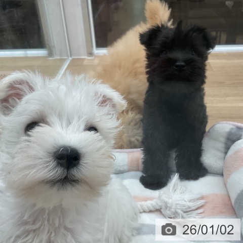 福岡県のミニチュアシュナウザー (ペットプラス 八幡東店/2025年11月1日生まれ/男の子/ブラック)の子犬の4枚目の画像