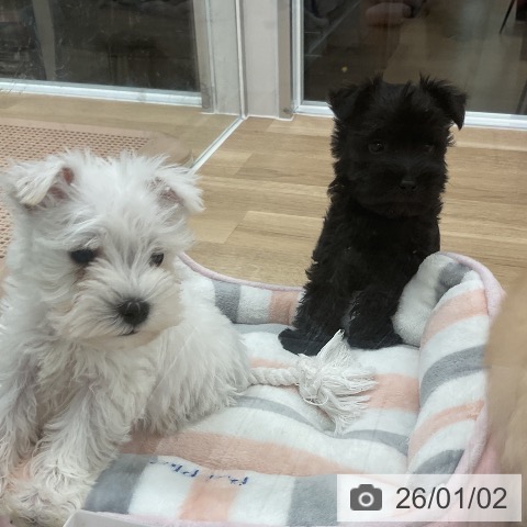 福岡県のミニチュアシュナウザー (ペットプラス 八幡東店/2025年11月1日生まれ/男の子/ブラック)の子犬の3枚目の画像