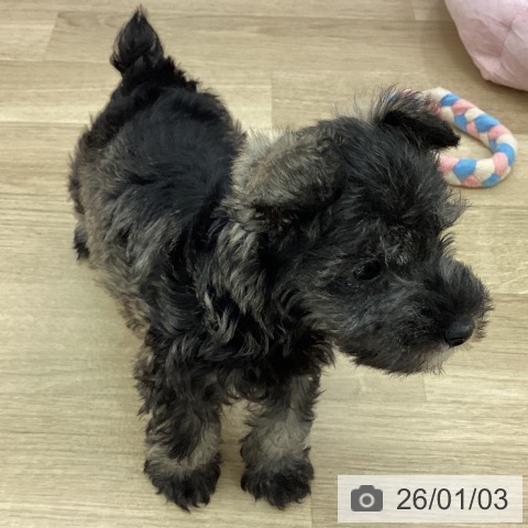 宮崎県のミニチュアシュナウザー (ペットプラス 宮崎店/2025年11月1日生まれ/女の子/ソルトペッパー)の子犬の4枚目の画像