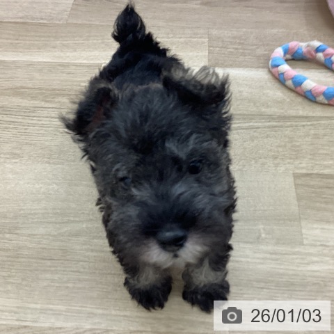 宮崎県のミニチュアシュナウザー (ペットプラス 宮崎店/2025年11月1日生まれ/女の子/ソルトペッパー)の子犬の3枚目の画像