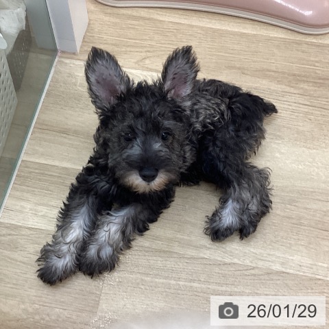 宮崎県のミニチュアシュナウザー (ペットプラス 宮崎店/2025年11月1日生まれ/女の子/ソルトペッパー)の子犬の4枚目の画像