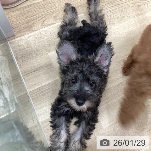 宮崎県のミニチュアシュナウザー (ペットプラス 宮崎店/2025年11月1日生まれ/女の子/ソルトペッパー)の子犬の3枚目の画像