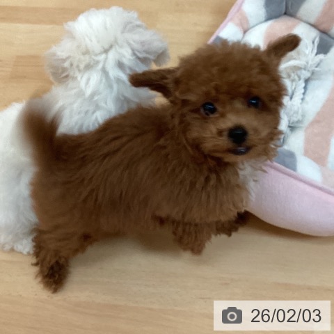 トイ・プードルの写真