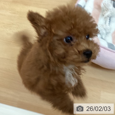 トイ・プードルの写真