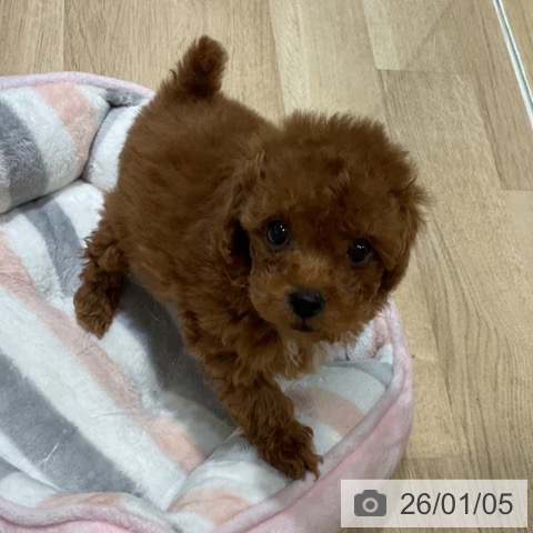 福岡県のトイプードル(トイ) (ペットプラス 小倉南店/2025年10月31日生まれ/女の子/レッド)の子犬の4枚目の画像