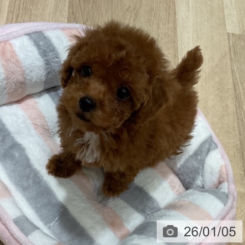 福岡県のトイプードル(トイ) (ペットプラス 小倉南店/2025年10月31日生まれ/女の子/レッド)の子犬の3枚目の画像