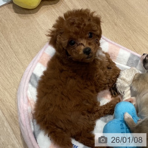 トイ・プードルの写真