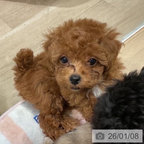 福岡県のトイプードル(トイ) (ペットプラス 小倉南店/2025年10月31日生まれ/女の子/レッド)の子犬の3枚目の画像