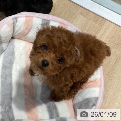 福岡県のトイプードル(トイ) (ペットプラス 小倉南店/2025年10月31日生まれ/女の子/レッド)の子犬の3枚目の画像