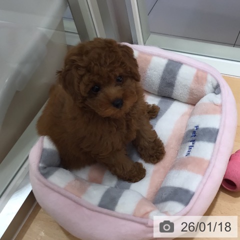 鹿児島県のトイプードル(トイ) (ペットプラス 姶良店/2025年10月31日生まれ/女の子/レッド)の子犬の3枚目の画像