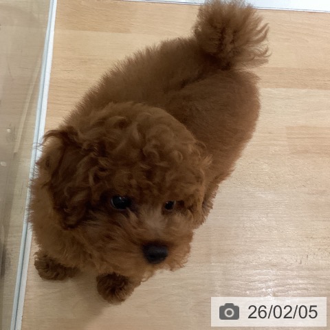 鹿児島県のトイプードル(トイ) (ペットプラス 姶良店/2025年10月31日生まれ/女の子/レッド)の子犬の4枚目の画像