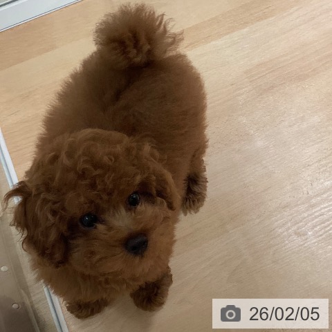 鹿児島県のトイプードル(トイ) (ペットプラス 姶良店/2025年10月31日生まれ/女の子/レッド)の子犬の3枚目の画像