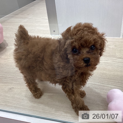 沖縄県のトイプードル(トイ) (ペットプラス 沖縄ライカム店/2025年10月31日生まれ/女の子/レッド)の子犬の4枚目の画像