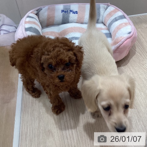 沖縄県のトイプードル(トイ) (ペットプラス 沖縄ライカム店/2025年10月31日生まれ/女の子/レッド)の子犬の3枚目の画像