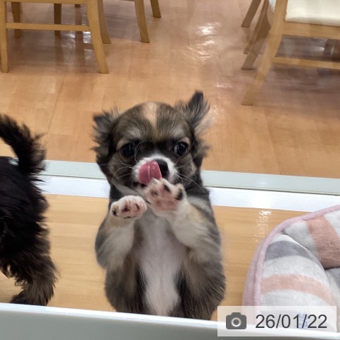 福岡県のチワワ(ロング) (ペットプラス 黒崎店/2025年10月30日生まれ/男の子/レッドホワイト)の子犬の3枚目の画像