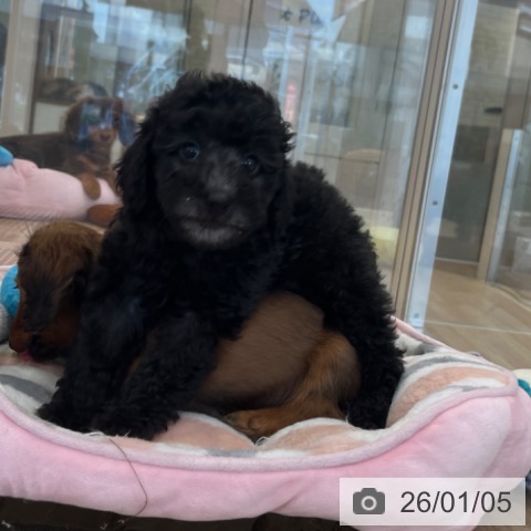 福岡県のトイプードル(トイ) (ペットプラス ららぽーと福岡店/2025年10月27日生まれ/女の子/シルバー)の子犬の4枚目の画像