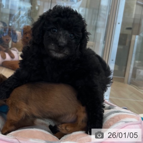 福岡県のトイプードル(トイ) (ペットプラス ららぽーと福岡店/2025年10月27日生まれ/女の子/シルバー)の子犬の3枚目の画像